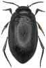 Hydroporus sabaudus sabaudus